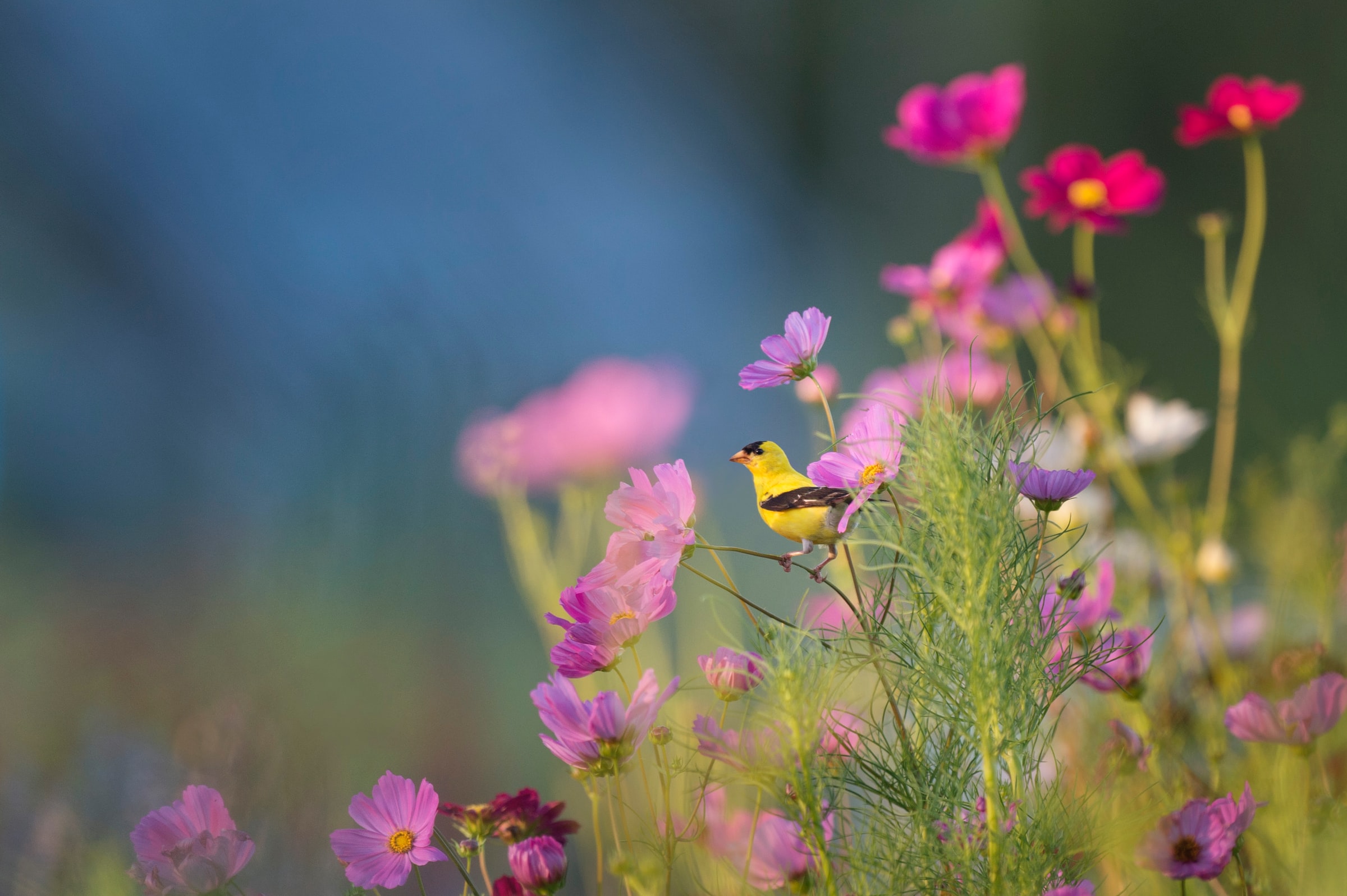 Pink flowers