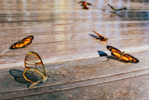 butterflies on the ground